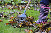 Gardener raking fallen leaves with lawn rake, UK, November 2008