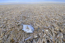 Mass of Pod razorshells {Ensis siliqua} and a Ray's bream {Brama brama} washed up on beach, North Norfolk, UK, December 2008