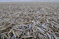 Mass of Pod razorshells {Ensis siliqua} washed up on beach, North Norfolk, UK, December 2008