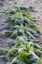 Wilted Spinach covered with frost in allotment garden, UK, December 2008