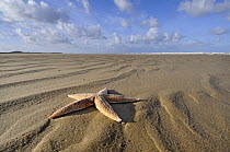 Common starfish {Asterias rubens} washed up on beach, Norfolk, UK, November 2008
