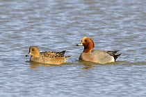 Wigeon {Anas penelope} male and female on water, Norfolk, UK, December