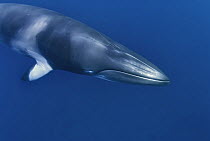 Dwarf minke whale, thought to form a yet-to-be named sub-species of the Common minke whale {Balaenoptera acutorostrata}, Ribbon Reefs, Great Barrier Reef, Queensland, Australia