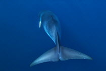 Rear view of Dwarf minke whale, thought to form a yet-to-be named sub-species of the Common minke whale {Balaenoptera acutorostrata}, Ribbon Reefs, Great Barrier Reef, Queensland, Australia