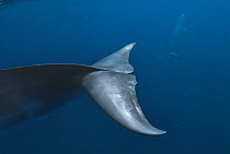 Tail flippers of Dwarf minke whale, thought to form a yet-to-be named sub-species of the Common minke whale {Balaenoptera acutorostrata}, Ribbon Reefs, Great Barrier Reef, Queensland, Australia
