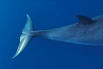 Tail flippers of Dwarf minke whale, thought to form a yet-to-be named sub-species of the Common minke whale {Balaenoptera acutorostrata}, Ribbon Reefs, Great Barrier Reef, Queensland, Australia