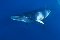 Dwarf minke whale, thought to form a yet-to-be named sub-species of the Common minke whale {Balaenoptera acutorostrata}, Ribbon Reefs, Great Barrier Reef, Queensland, Australia