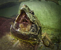 Open mouth of Alligator snapping turtle (Macrochelys / Macroclemys temminckii). Found in the Mississippi River and its tributaries throughout the Southeastern USA, Captive, Singapore Zoo.