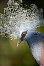 Southern crowned pigeon (Goura scheepmakeri) from dry and flooded rainforest areas in southern New Guinea, captive, Jurong Bird Park, Singapore.