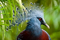 RF- Victoria crowned pigeon (Goura victoria) from swamp and sago palm forest areas in northern New Guinea. Captive, Jurong Bird Park, Singapore. (This image may be licensed either as rights managed or...