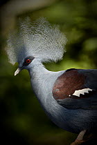 Southern crowned pigeon (Goura scheepmakeri) from dry and flooded rainforest areas in southern New Guinea. Captive, Jurong Bird Park, Singapore.