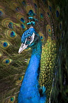 Male Indian peafowl / Peacock (Pavo cristatus) displaying to female. From open forest areas on the Indian subcontinent. Captive, Jurong Bird Park, Singapore.