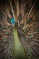 Male Green peafowl / peacock (Pavo muticus) displaying to female. From riverine forest areas and montane grassland in Burma, Thailand, Vietnam, Loas and Sumatra. Captive, Jurong Bird Park, Singapore.