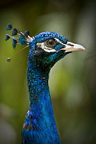 Male Indian peafowl / peacock (Pavo cristatus)  from open forest areas on the Indian subcontinent. Captive, Jurong Bird Park, Singapore.