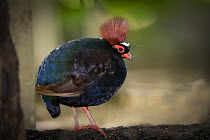 Male Crested wood partridge (Rollulus rouloul) from evergreen rain forest areas of Borneo, Sumatra and Malay Peninsula. Captive, Jurong Bird Park, Singapore.