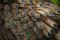 Close up of feathers of Male Malayan peacock pheasant (Polyplectron malacense) from primary lowland rainforest areas of Malaysia, Vulnerable species. Captive, Jurong Bird Park, Singapore..