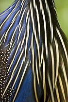 Feather pattern from neck region of Vulturine Guinea Fowl (Acryllium vulturinum). Captive, from dry regions of East Africa, eg. Samburu, Kenya.