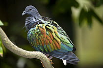 Nicobar pigeon (Caloenas nicobarica) from Andaman Is. Nicobar Is, and other islands throughout the Indonesian Archipelago and the Philippines to New Guinea and North Melanesia. Captive, Jurong Bird Pa...