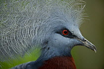 Southern crowned pigeon (Goura scheepmakeri) from dry and flooded rainforest areas in southern New Guinea. Captive, Jurong Bird Park, Singapore.