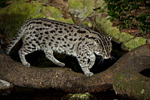 Adult Fishing cat (Prionailurus viverrinus) hunting by water at night. From SE Asia. Captive, Singapore Zoo. Endangered