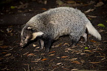 Hog badger (Arctonyx collaris) from rainforests in mainland SE Asia (including Bhutan, China, Vietnam, Laos, Thailand, Cambodia, and Sumatra) Captive, Singapore Zoo.