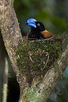 Adult Helmet vanga (Euryceros prevostii) on nest incubating eggs. Masoala NP, north east Madagascar.