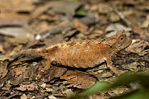 Stump-tailed / Leaf chameleon (Brookesia brygooi) camouflaged on the forest floor. Anja Reserve, southern Madagascar.
