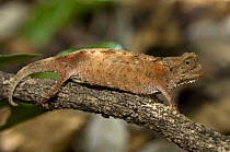 Stump-tailed / Leaf chameleon (Brookesia brygooi)  Anja Reserve, southern Madagascar.
