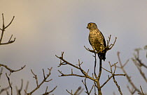 Banded kestrel (Falco zoniventris) perched. Ifaty Spiny Forest, Madagascar.