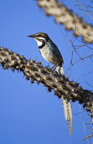 Long-tailed ground roller (Uratelornis chimaera). Ifaty Spiny Forest, Madagascar.