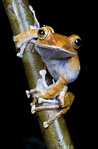 Madagascar tree / Leaf litter frog (Boophis madagascariensis) at night. Andasibe-Mantadia NP, eastern Madagascar.