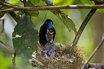 Helmet Vanga (Euryceros prevostii) at nest feeding chicks. Masoala NP, north east Madagascar.