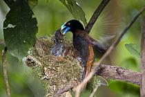 Helmet Vanga (Euryceros prevostii) at nest feeding chicks. Masoala NP, north east Madagascar.