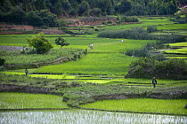 Rice paddies and cultivation. Masoala Peninsula, NE Madagascar.