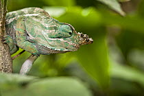 Male "Diagonal-striped" chameleon (Furcifer / Chameleo balteatus). Ranomafana NP, south east Madagascar.