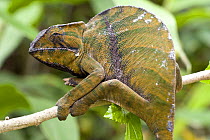 Female "Diagonal-striped" chameleon (Furcifer / Chameleo balteatus). Ranomafana NP, south east Madagascar.