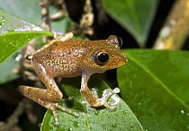 Tree frog (Boophis boehmei) Masoala NP, north east Madagascar.