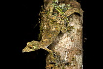 Mossy Leaf-tailed Gecko (Uroplatus sikorae) active at night. Ranomafana NP, south east Madagascar.
