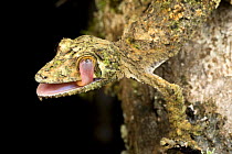 Mossy leaf-tailed gecko (Uroplatus sikorae), cleaning its eye and active at night. Ranomafana NP, south east Madagascar.