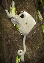Verreaux's sifaka (Propithecus verreauxi verreauxi) sleeping in tree, Isalo NP, southern Madagascar.