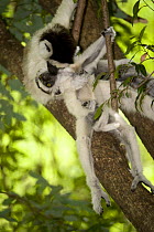 Female Verreaux's sifaka (Propithecus verreauxi verreauxi) grooming infant in tree, Isalo NP, southern Madagascar.