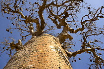 Looking up the trunk of a Baobab tree (Adansonia rubristripa) in fruit. Ifaty Spiny Forest, southern Madagascar.