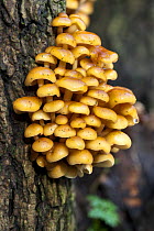 Velvet shank fungus (Flammulina velutipes) Peak District NP, Derbyshire, UK
