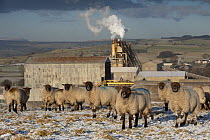 Sheep grazing in front of Cemex Cement Works and Limestone Crushing Plant with Lowther Valley and eastern Lake District behind. Shap Fell, Cumbria, UK. January 2009.