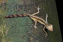 Lined leaf-tailed gecko (Uroplatus lineatus). Masoala NP, north east Madagascar.