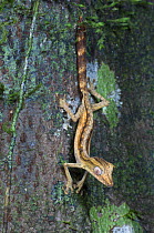 Lined leaf-tailed gecko (Uroplatus lineatus) Masoala NP, north east Madagascar.