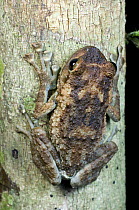 Tree frog (Platypelis grandis) Masoala NP, north east Madagascar.