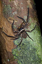 Giant Hunting Spider (unknown species). Female feeding on Daddy Long Legs in lowland rainforest. Marojejy NP, north east Madagascar.
