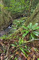 Lowland rainforest with (Draceana sp) plants, Masoala NP, NE Madagascar.