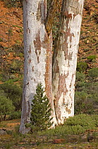 Twin trunks of river gum trees on the banks of Brachina Creek, Brachina Gorge Geological Trail, Flinders Ranges National Park, South Australia, June